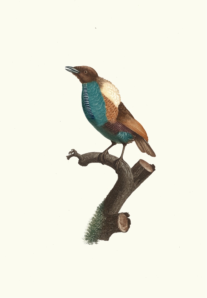 Variété du Magnifique. by Jacques Barraband, 1806 — digital art print download