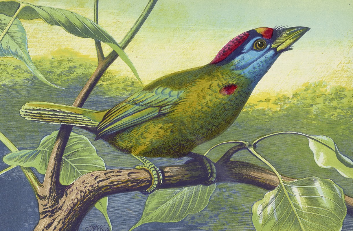 Blue Cheeked Barbet by Томас Уотерман Вуд, 1871 — digital art print download