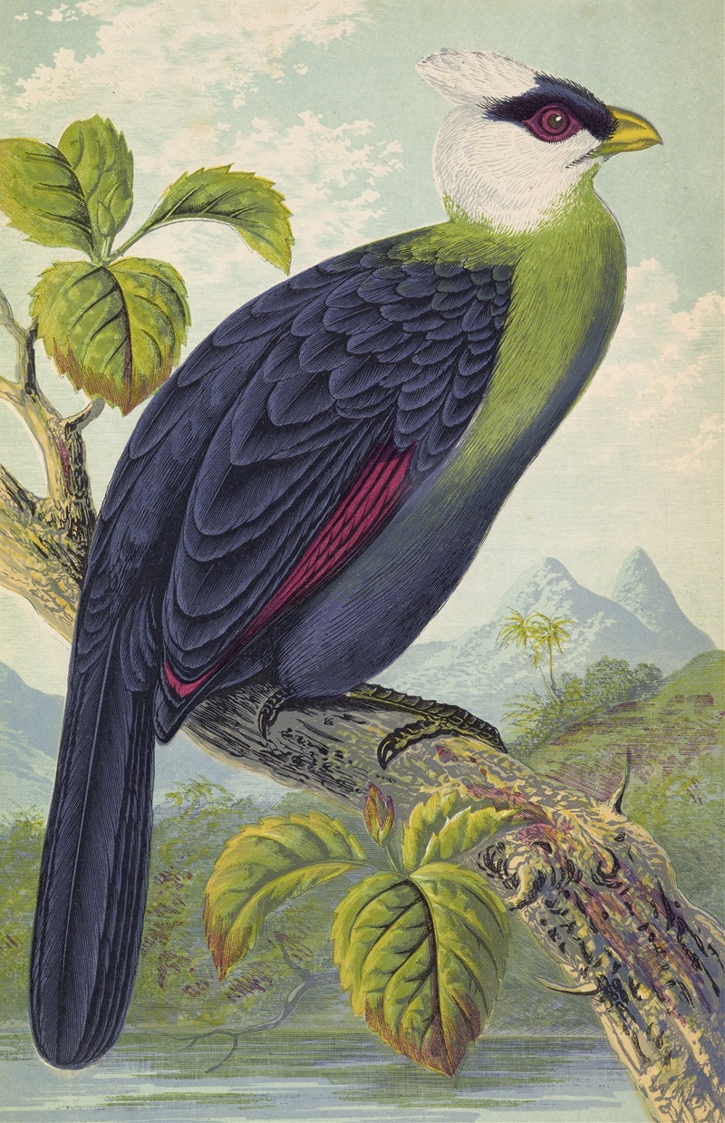 Corythaix Leucolopha by Thomas Waterman Wood, 1871 — digital art print download