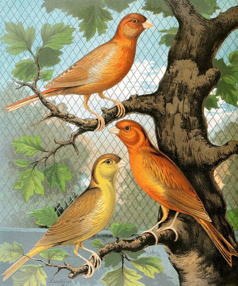Cinammon Canaries by W. A . Blakston, 1878 — digital art print download