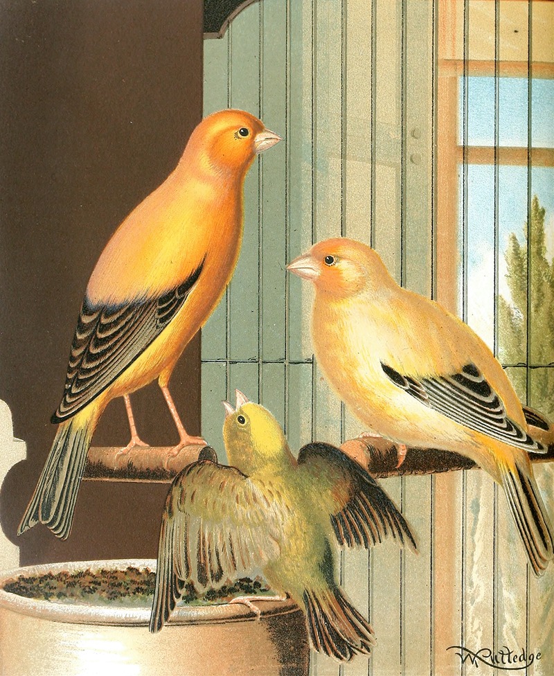 London Fancy Canaries by W. A . Blakston, 1878 — digital art print download