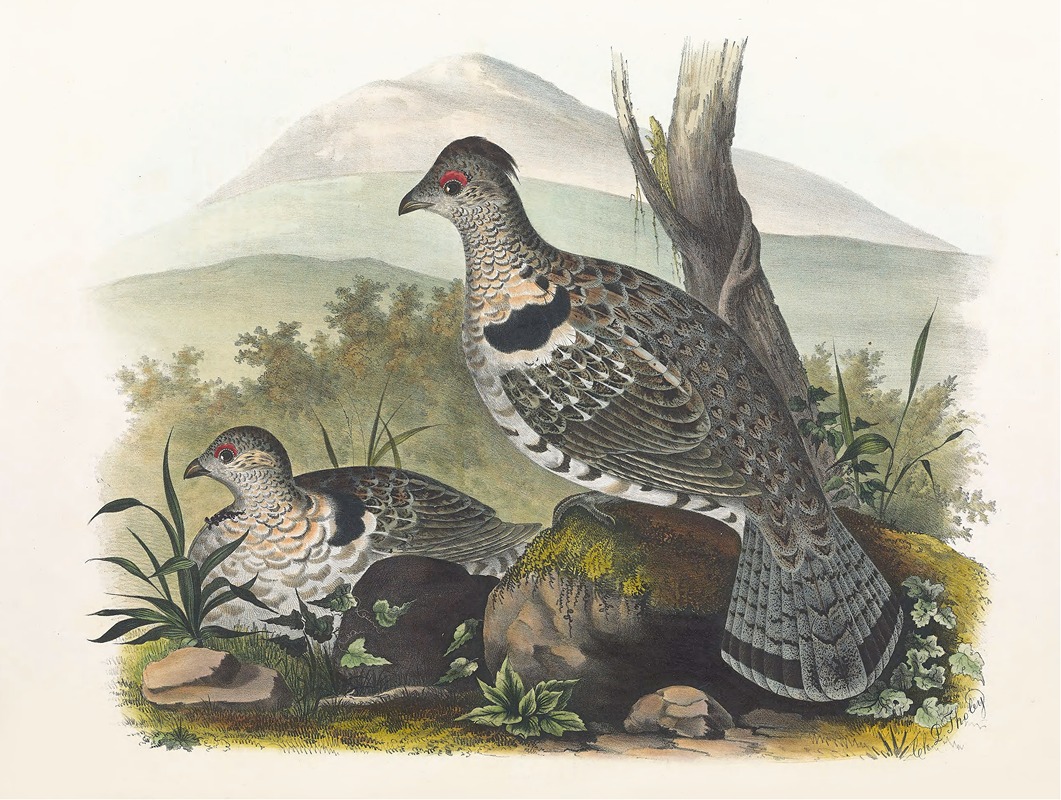 Artic Ruffed Grouse by Daniel Giraud Elliot, 1865 — digital art print download