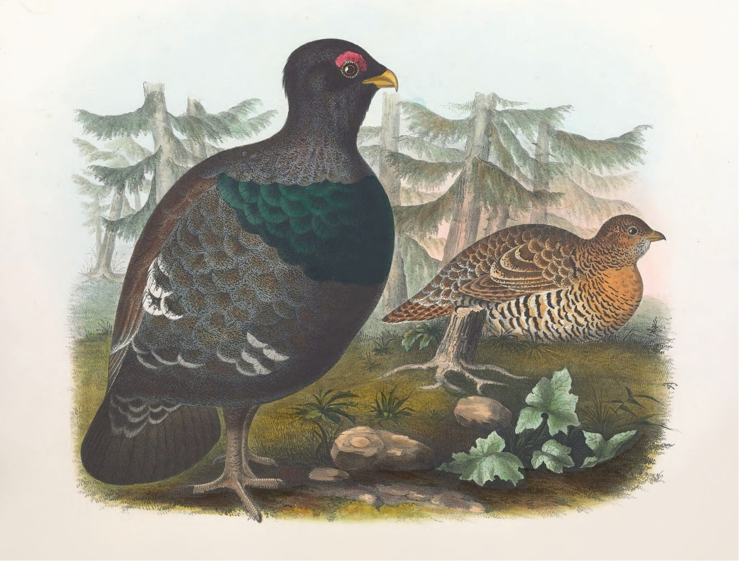 Cock of the Woods — Daniel Giraud Elliot