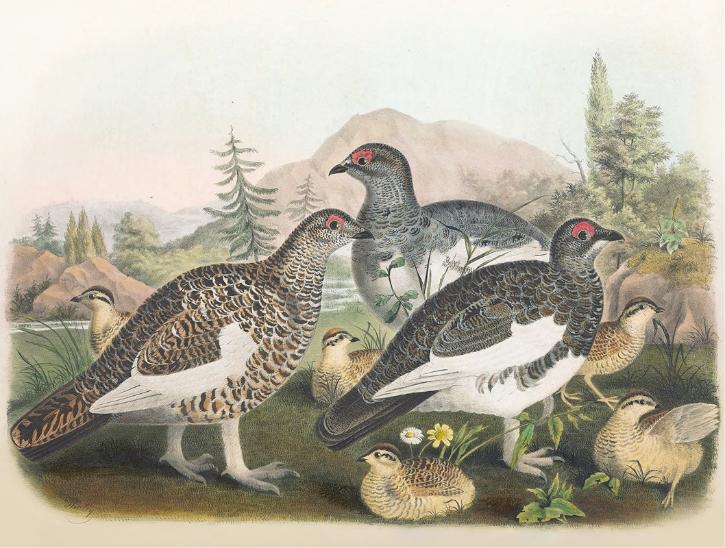 Common Ptarmigan by Daniel Giraud Elliot, 1865 — digital art print download