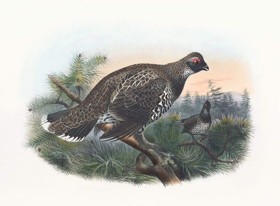 Hartlaub's Spruce Grouse by Daniel Giraud Elliot, 1865 — digital art print download