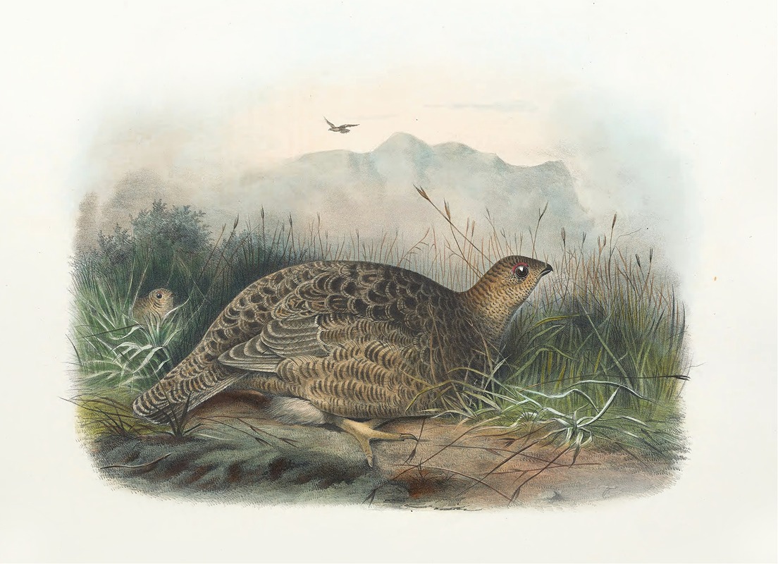 Kunalee Grouse by Daniel Giraud Elliot, 1865 — digital art print download