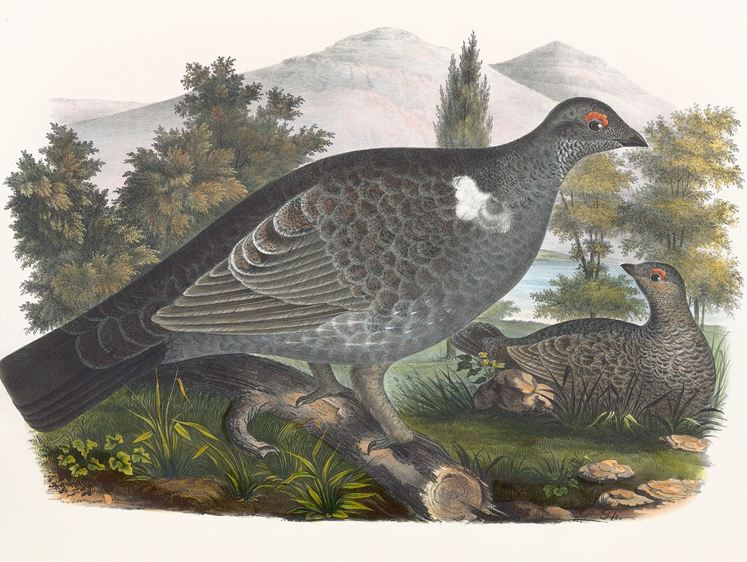 Richardson's Grouse by Daniel Giraud Elliot, 1865 — digital art print download