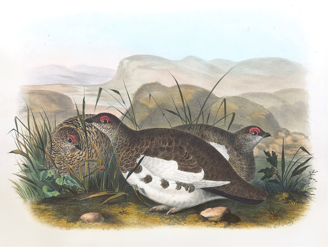 Rock Ptarmigan by Daniel Giraud Elliot, 1865 — digital art print download