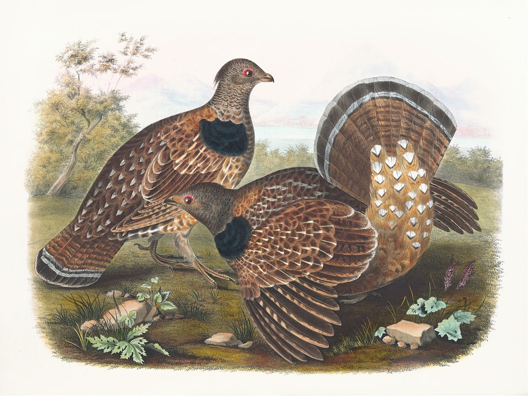 Sabine's Grouse by Daniel Giraud Elliot, 1865 — digital art print download