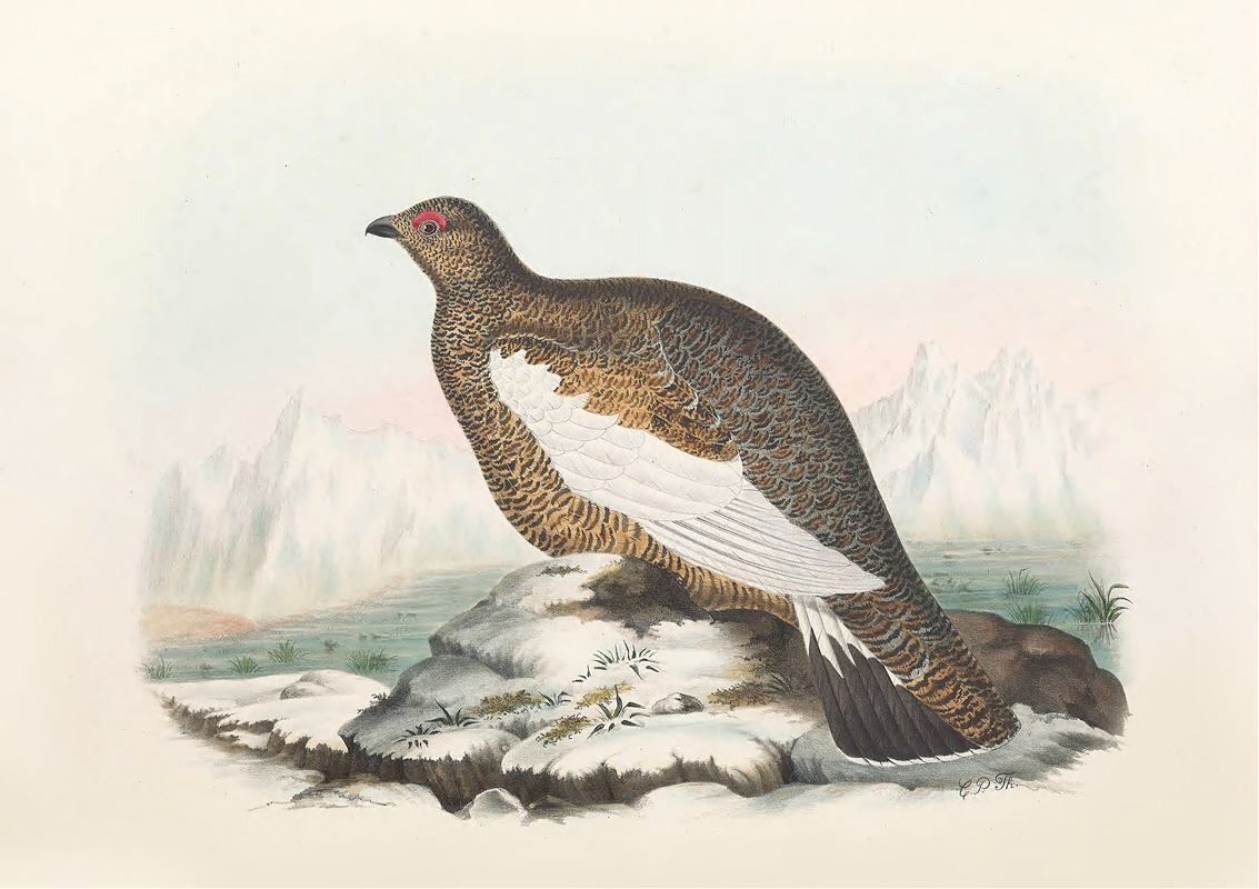 Spitzbergen Ptarmigan by Daniel Giraud Elliot, 1865 — digital art print download