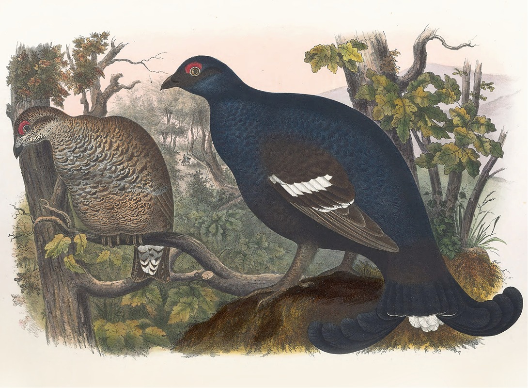The Black Grouse by Daniel Giraud Elliot, 1865 — digital art print download