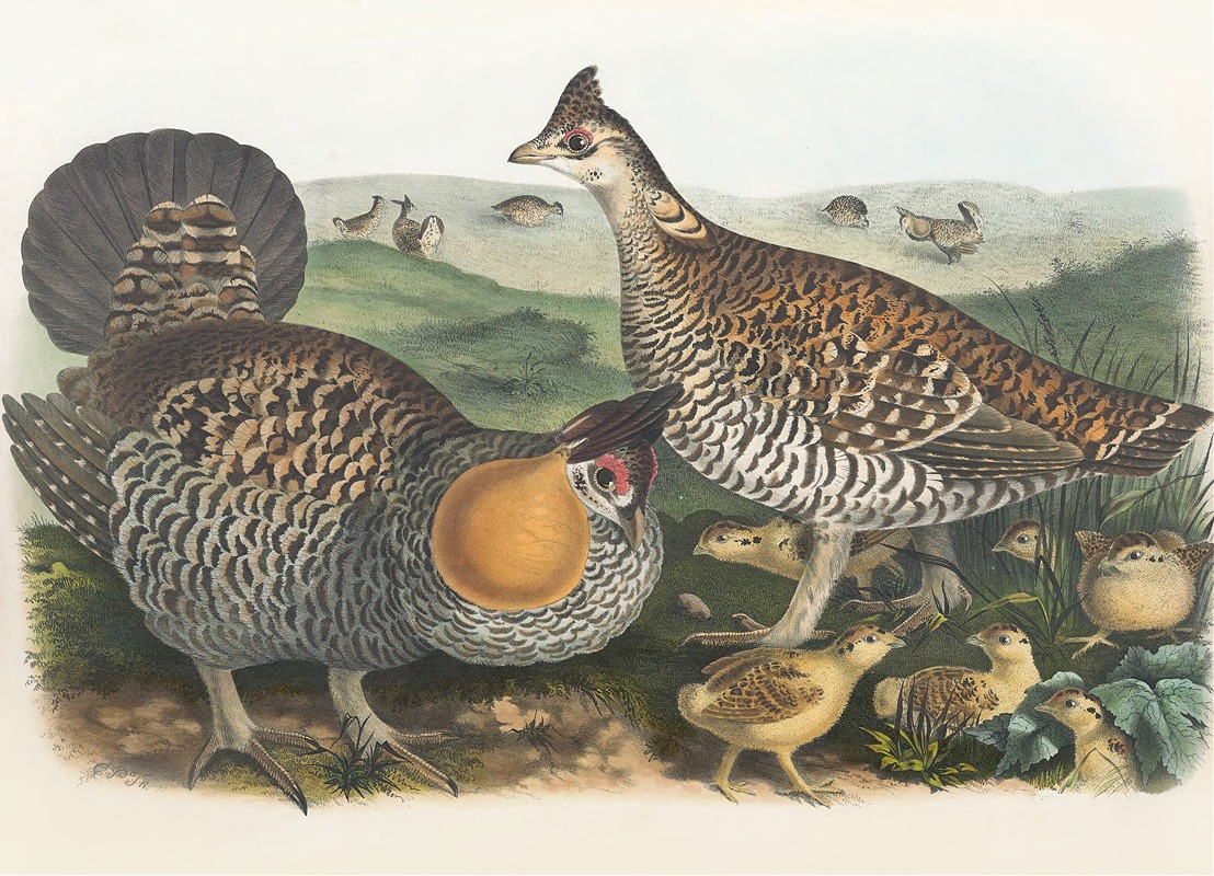 The Pinnated Grouse by Daniel Giraud Elliot, 1865 — digital art print download