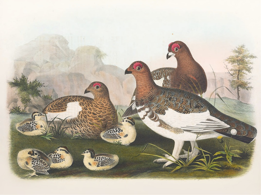 The Willow Grouse by Daniel Giraud Elliot, 1865 — digital art print download
