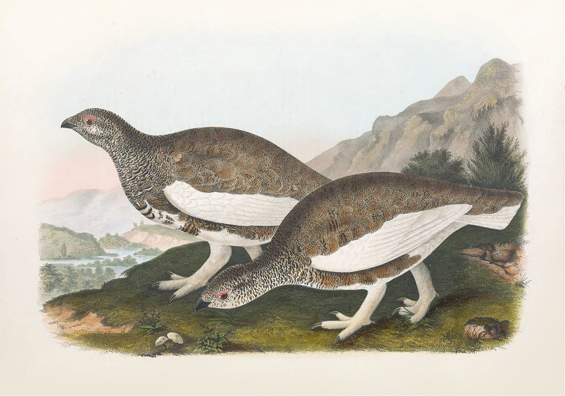 White Taile Ptarmigan by Daniel Giraud Elliot, 1865 — digital art print download