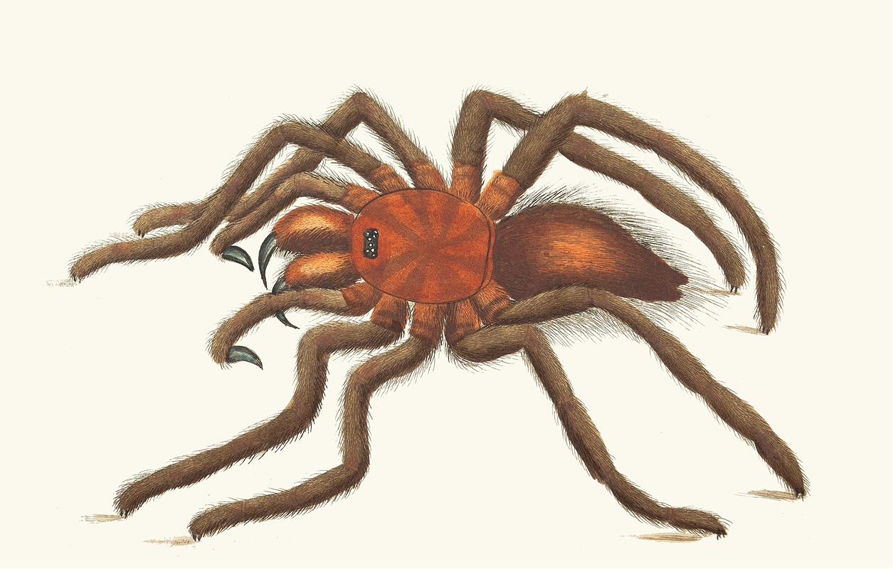 BIRD-CATCHING SPIDER by George Shaw, 1789-1813 — digital art print download