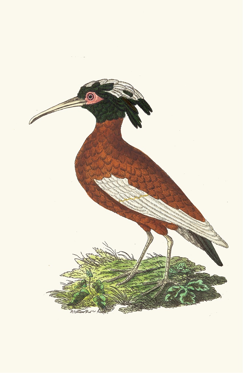 Crested Ibis by George Shaw, 1789-1813 — digital art print download