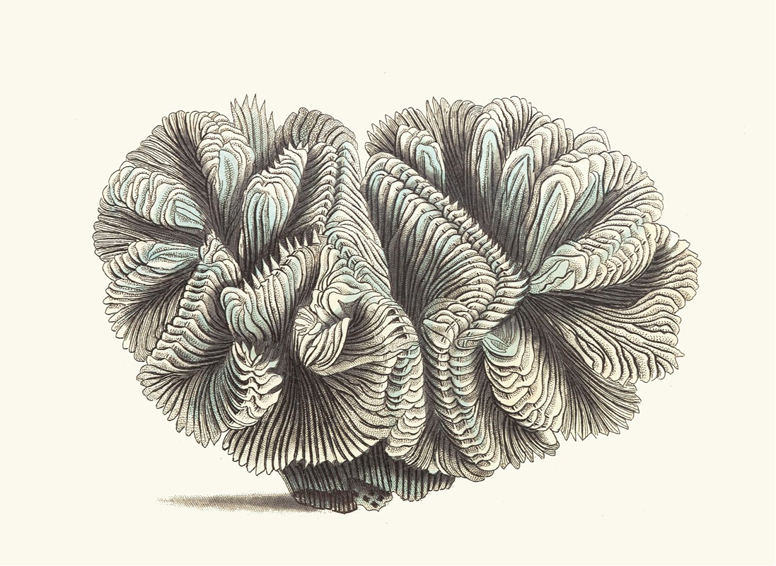 Curled Madrepore by George Shaw, 1789-1813 — digital art print download