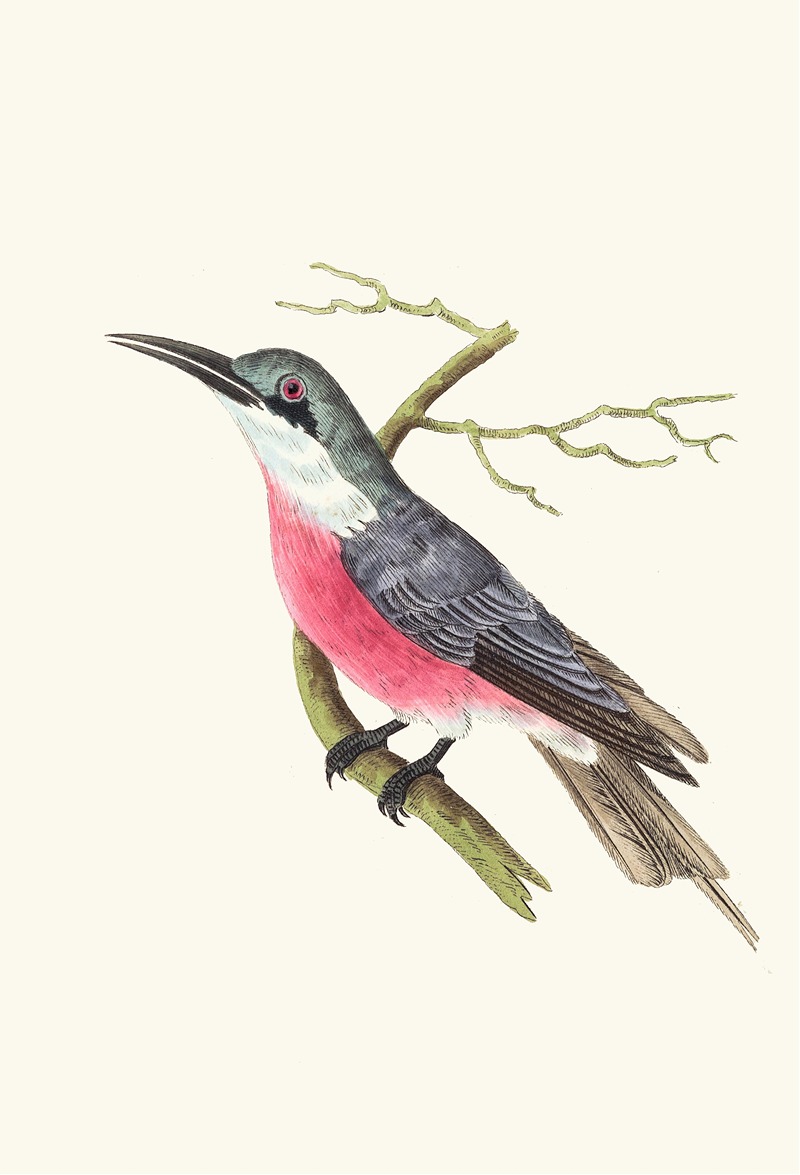 Malimbic Bee-Eater by George Shaw, 1789-1813 — digital art print download
