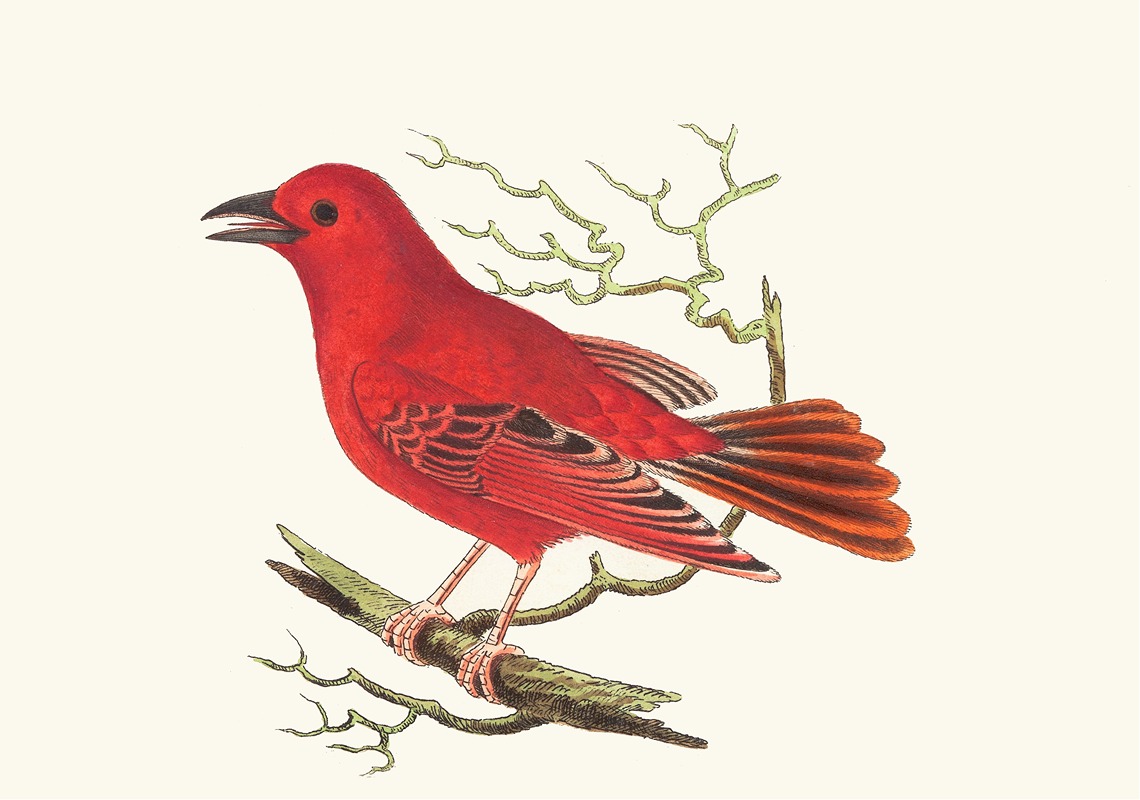 Mississippi Tanager by George Shaw, 1789-1813 — digital art print download