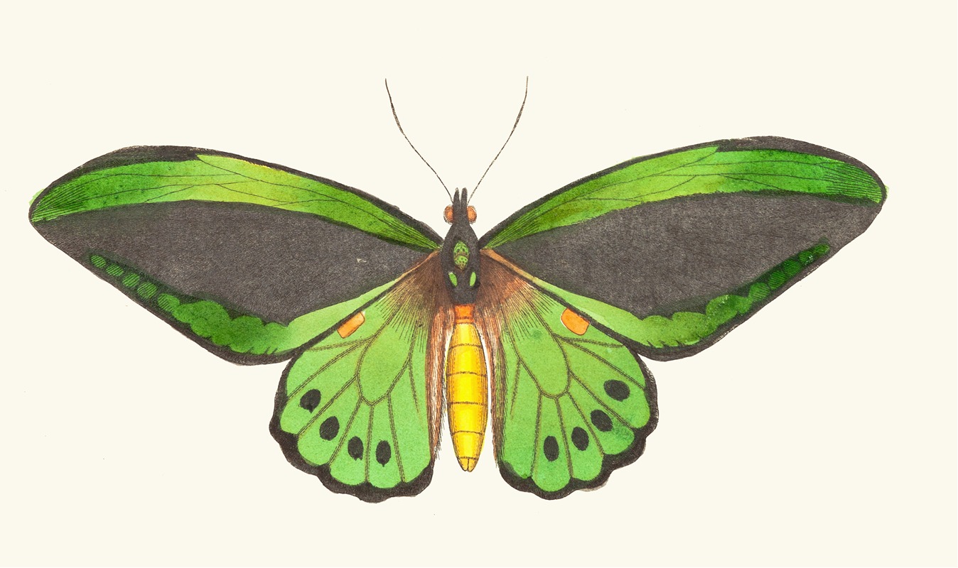 Papilio priamus by George Shaw, 1789-1813 — digital art print download