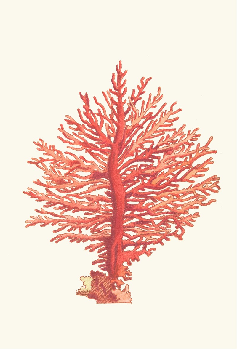 Pinnated Gorgonia by George Shaw, 1789-1813 — digital art print download