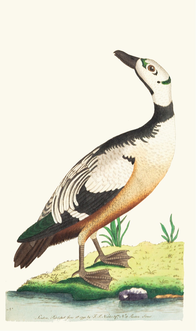 THE WESTERN DUCK by George Shaw, 1789-1813 — digital art print download