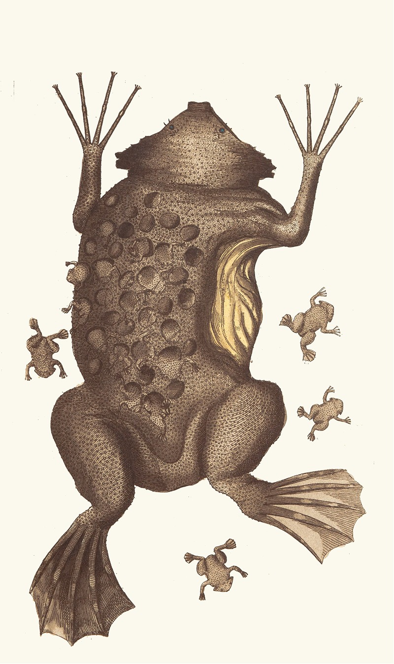 TOAD of SURINAM by George Shaw, 1789-1813 — digital art print download