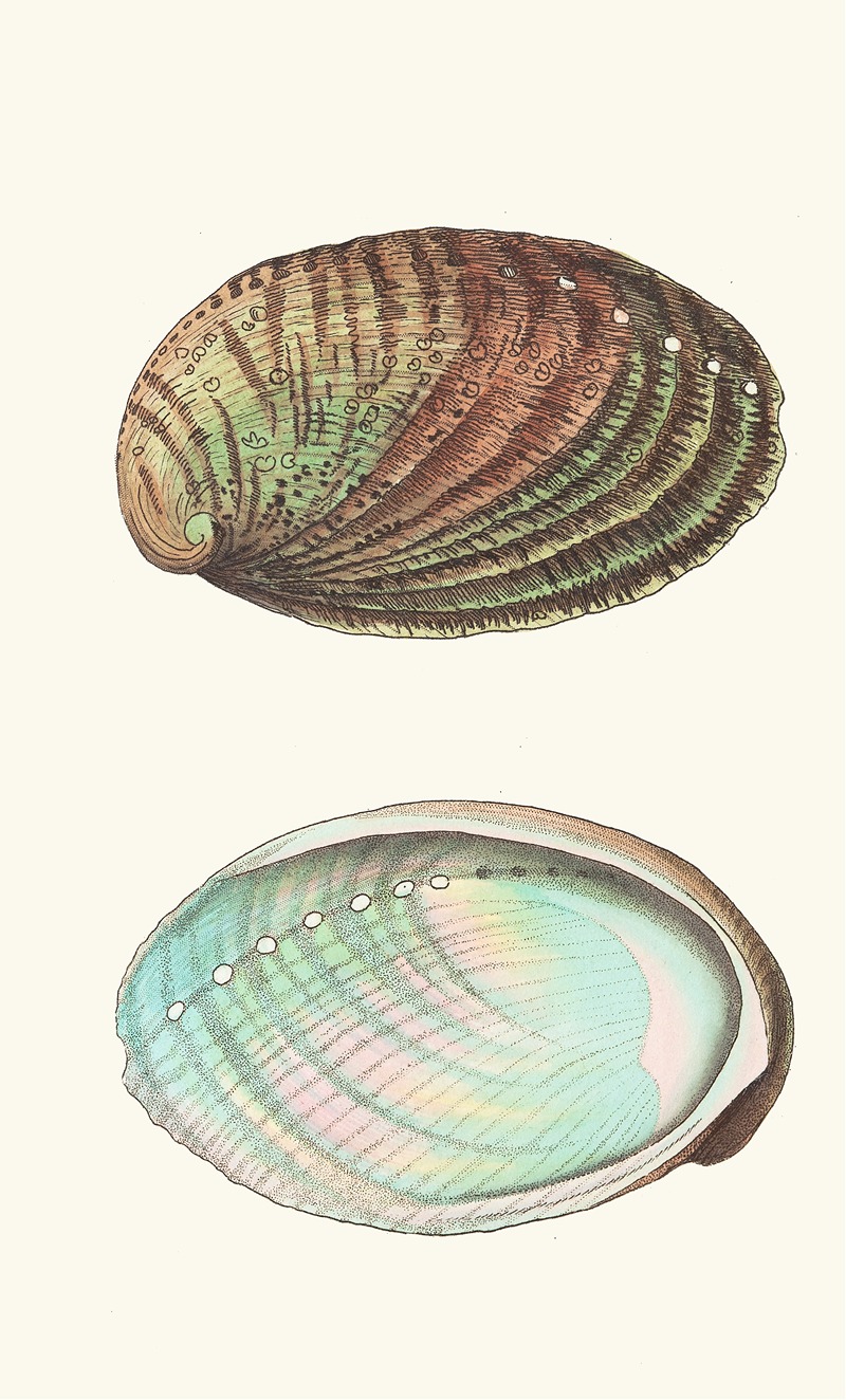 Tuberculated Haliotis by George Shaw, 1789-1813 — digital art print download
