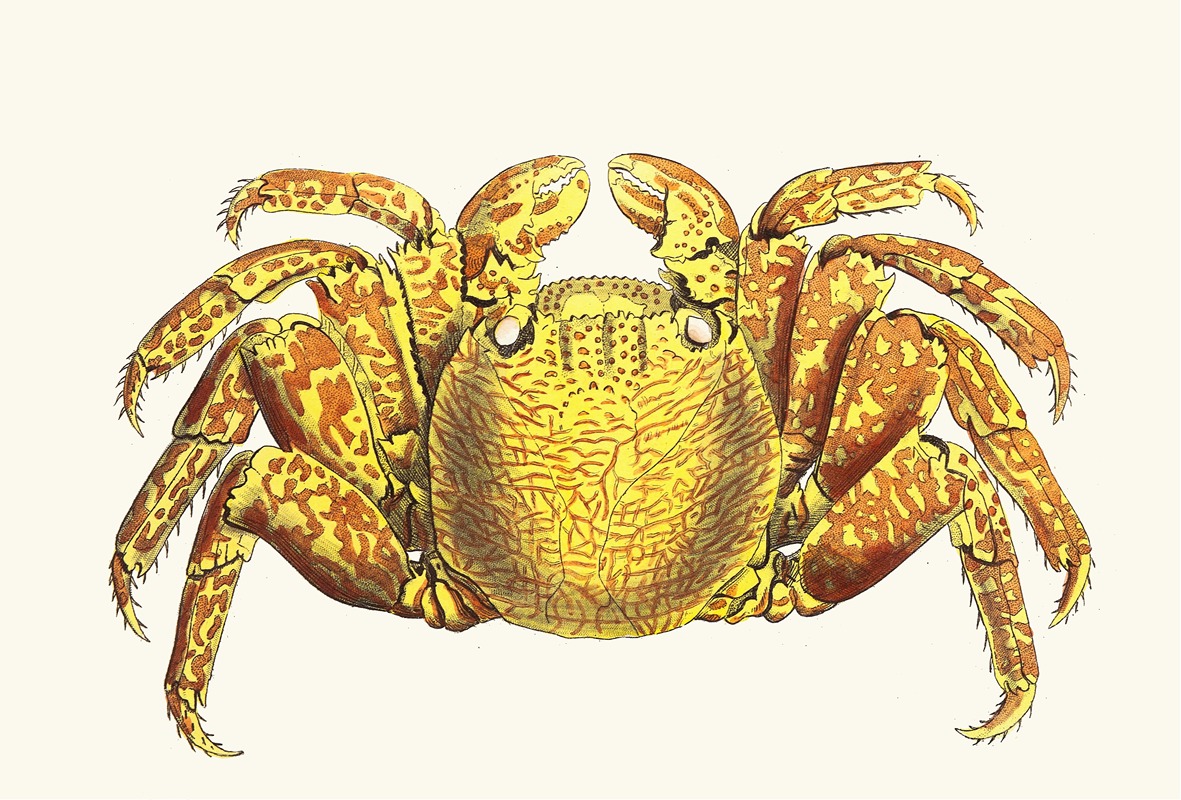 Variegated Crab by George Shaw, 1789-1813 — digital art print download