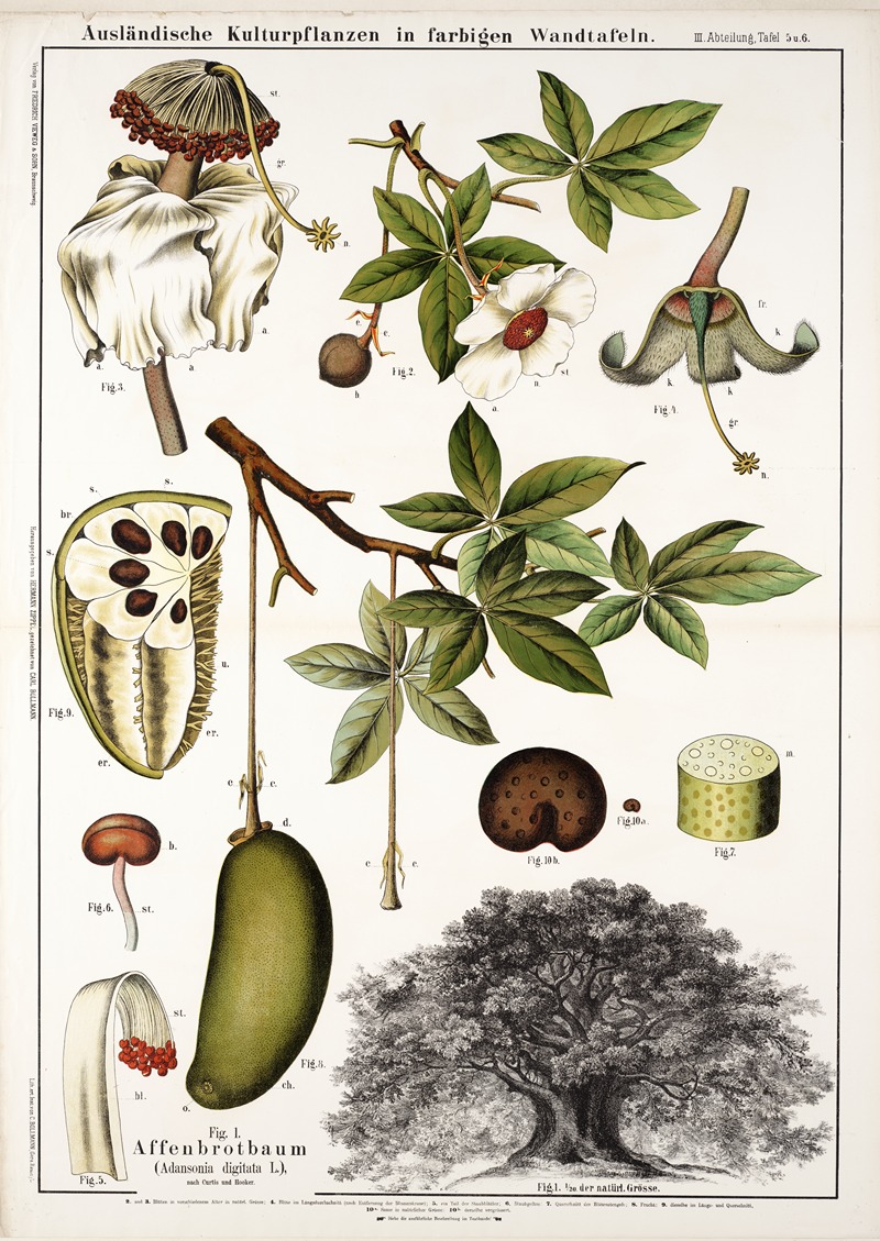 Adansonia digitata ; apebroodboom by Hermann Zippel, 1889 — digital art print download