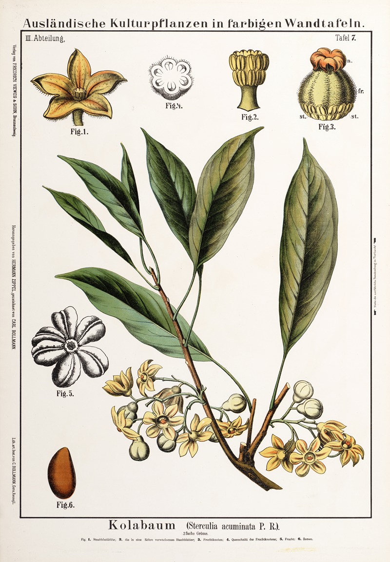 Sterculia acuminata ; colanoot by Hermann Zippel, 1889 — digital art print download