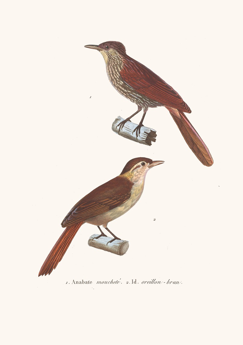 Anabate Mouchete by Coenraad Jacob Temminck, 1838 — digital art print download