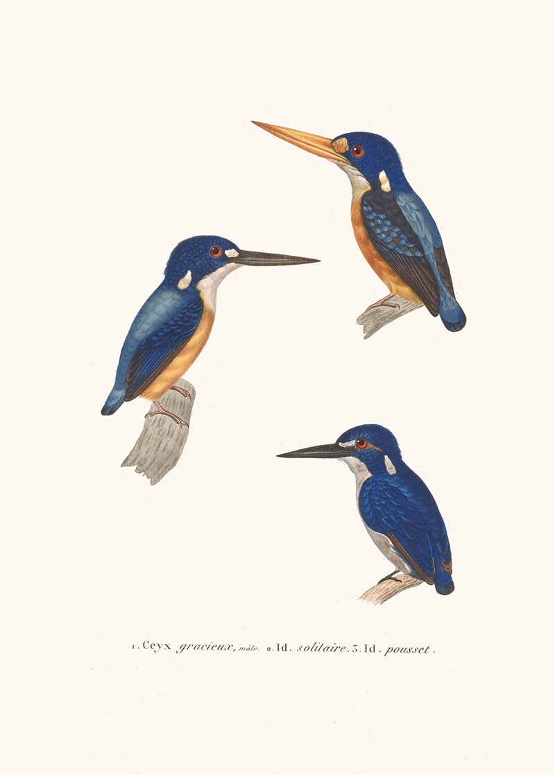 Ceyx Gracieux by Coenraad Jacob Temminck, 1838 — digital art print download