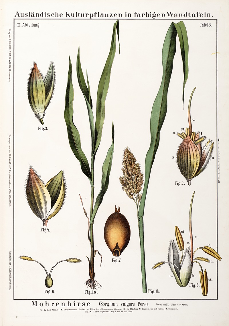 Sorghum vulgare ; sorghum by Hermann Zippel, 1889 — digital art print download