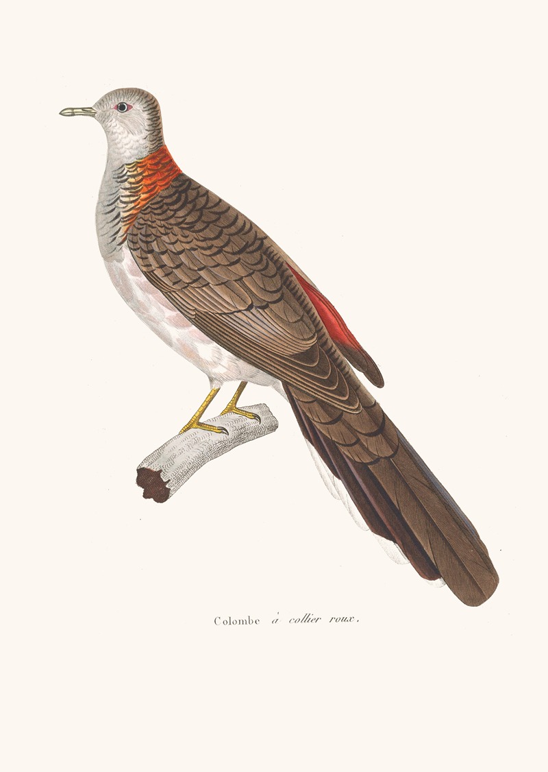 Colombe A Collier Roux by Coenraad Jacob Temminck, 1838 — digital art print download