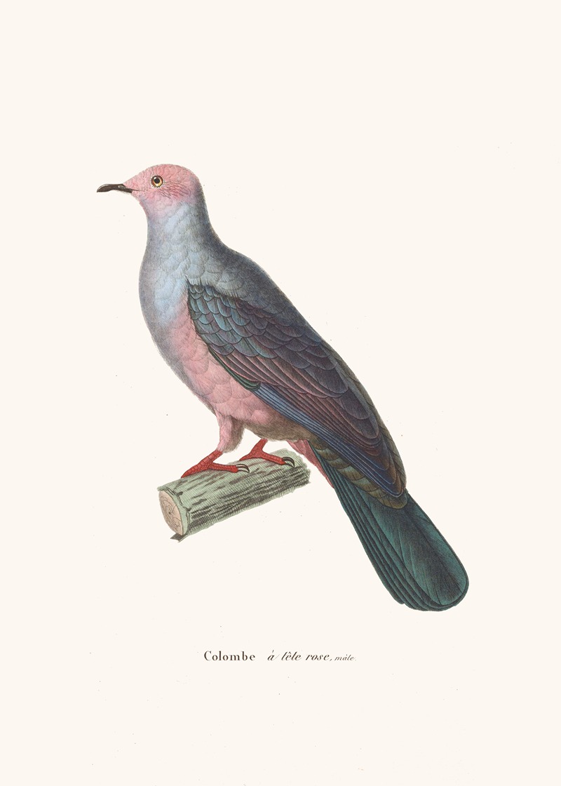 Colombe A Tête Rose by Coenraad Jacob Temminck, 1838 — digital art print download