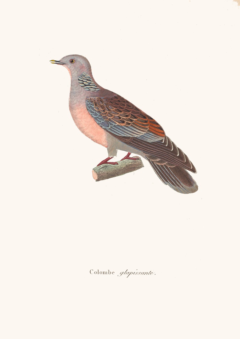 Colombe Glapissante by Coenraad Jacob Temminck, 1838 — digital art print download