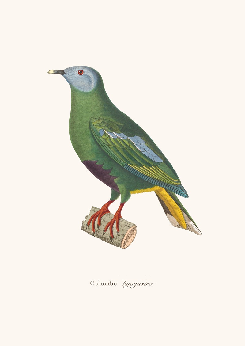 Colombe Hyogastre by Coenraad Jacob Temminck, 1838 — digital art print download
