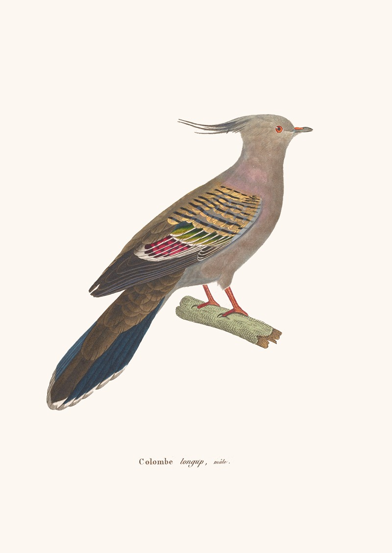 Colombe Longup by Coenraad Jacob Temminck, 1838 — digital art print download