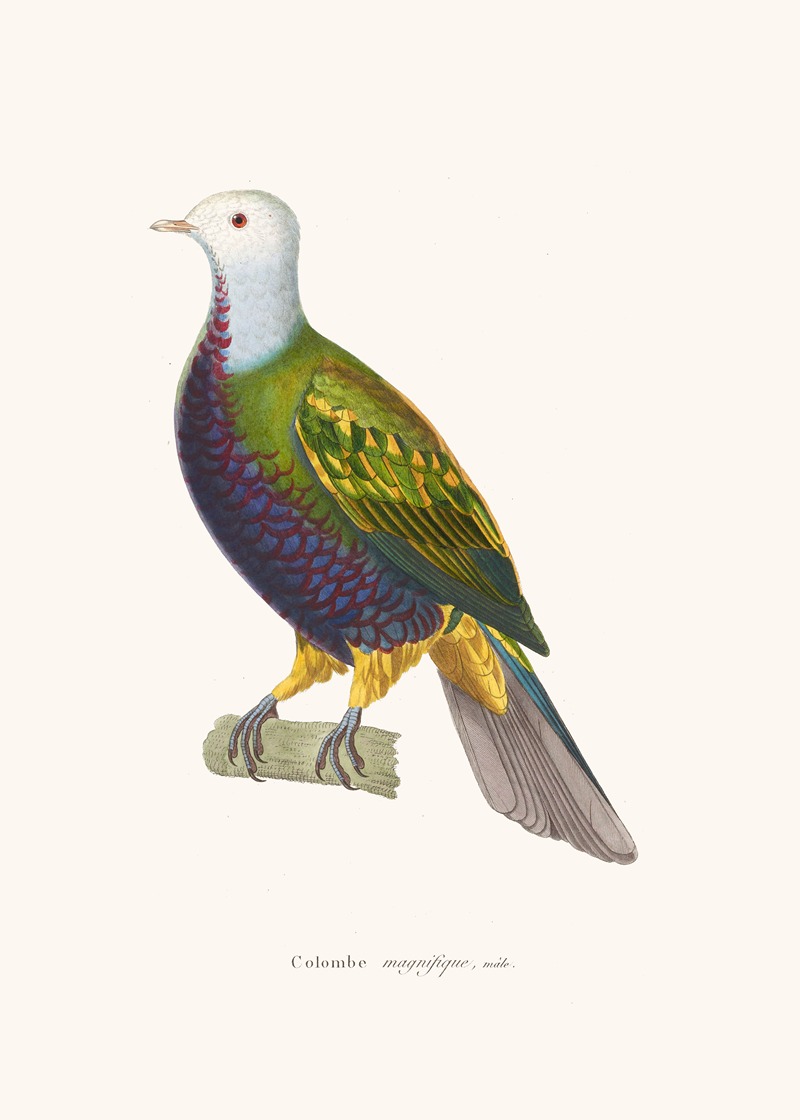 Colombe Magnifique. by Coenraad Jacob Temminck, 1838 — digital art print download