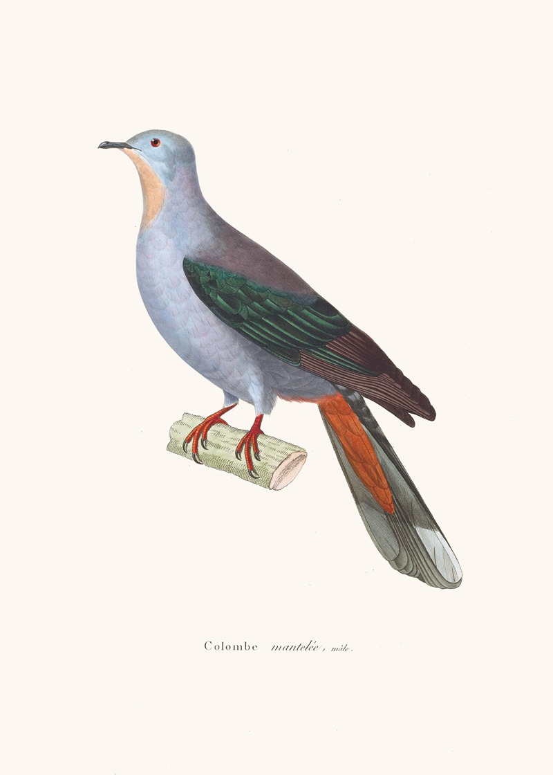 Colombe Mantelée. by Coenraad Jacob Temminck, 1838 — digital art print download