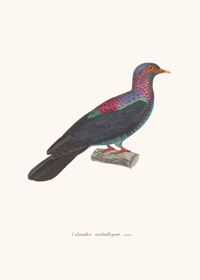 Colombe Métallique. by Coenraad Jacob Temminck, 1838 — digital art print download