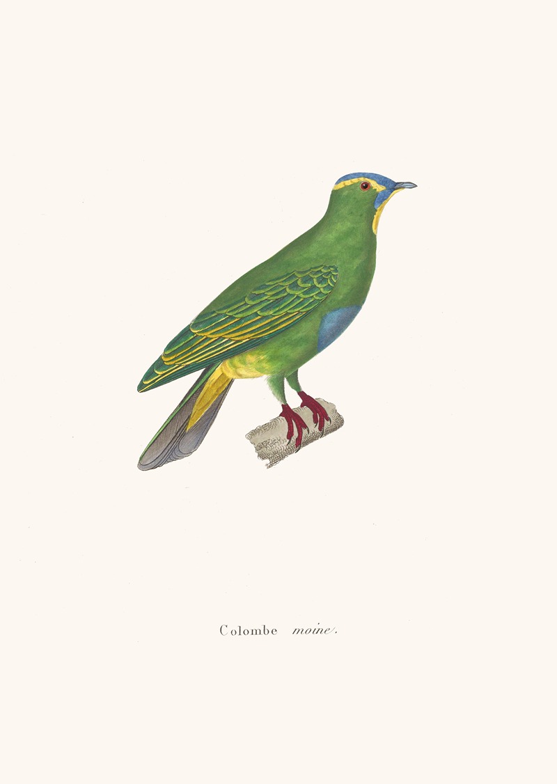 Colombe Moine. by Coenraad Jacob Temminck, 1838 — digital art print download