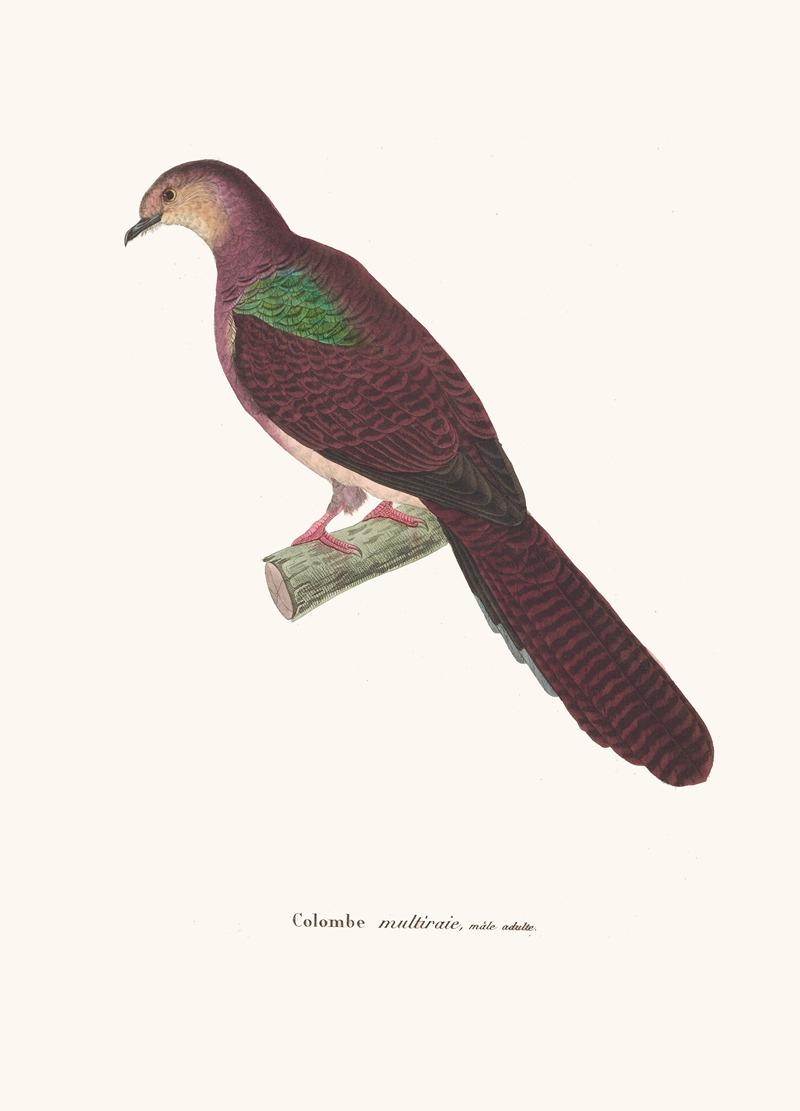 Colombe Multiraie. by Coenraad Jacob Temminck, 1838 — digital art print download