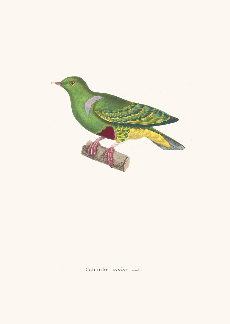 Colombe Naine. by Coenraad Jacob Temminck, 1838 — digital art print download