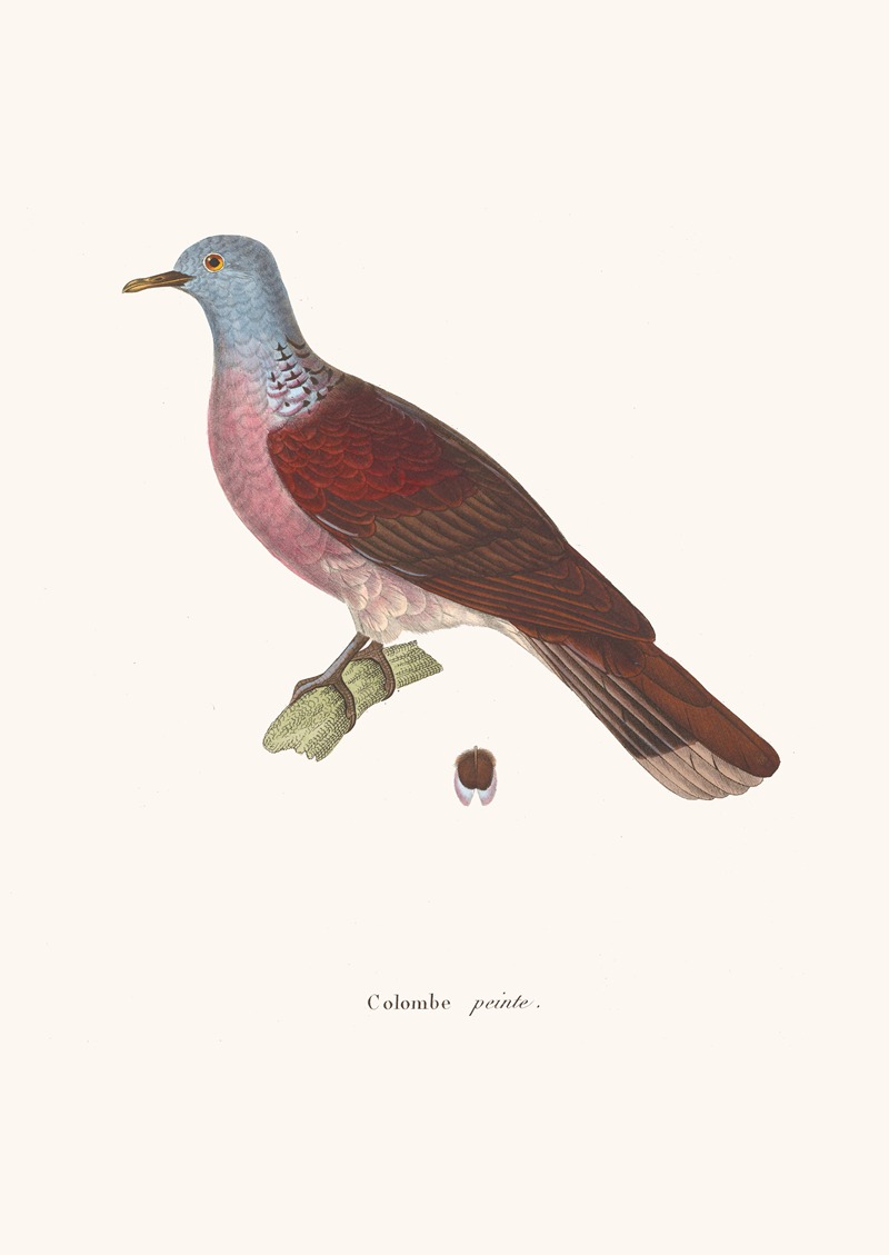 Colombe Peinte by Coenraad Jacob Temminck, 1838 — digital art print download