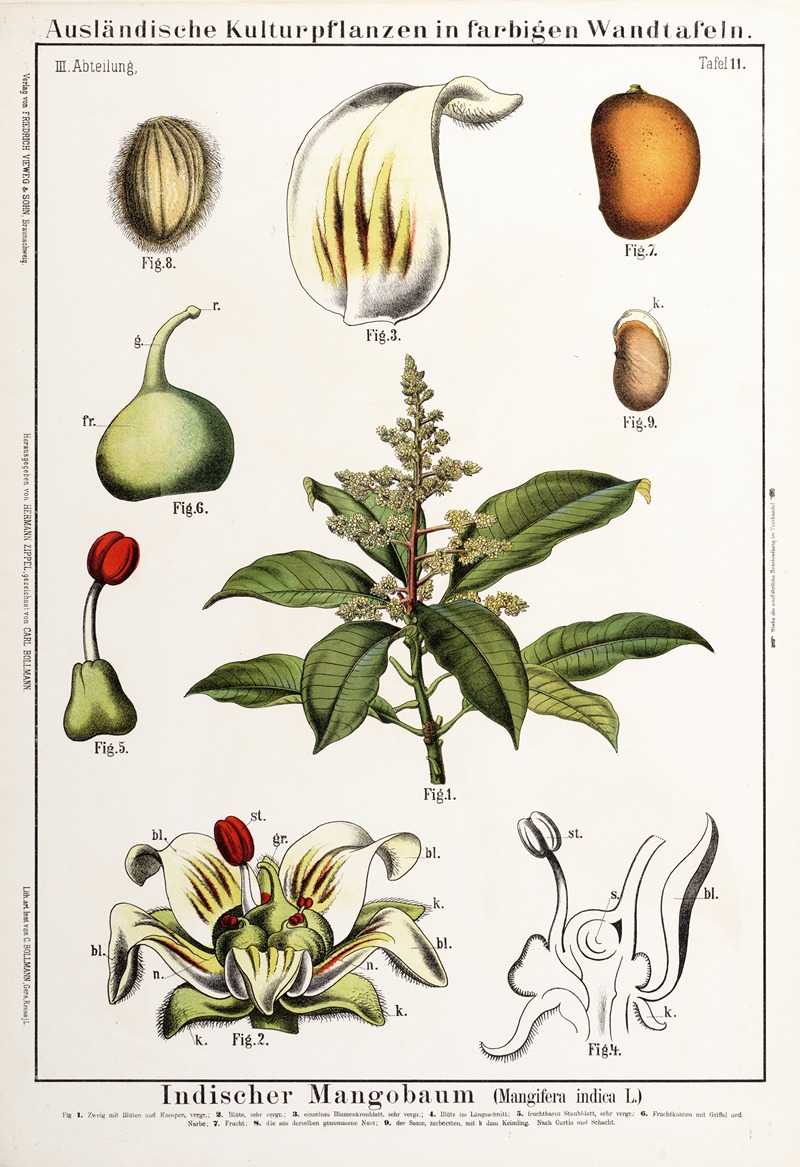 Mangifera indica ; mango by Hermann Zippel, 1889 — digital art print download