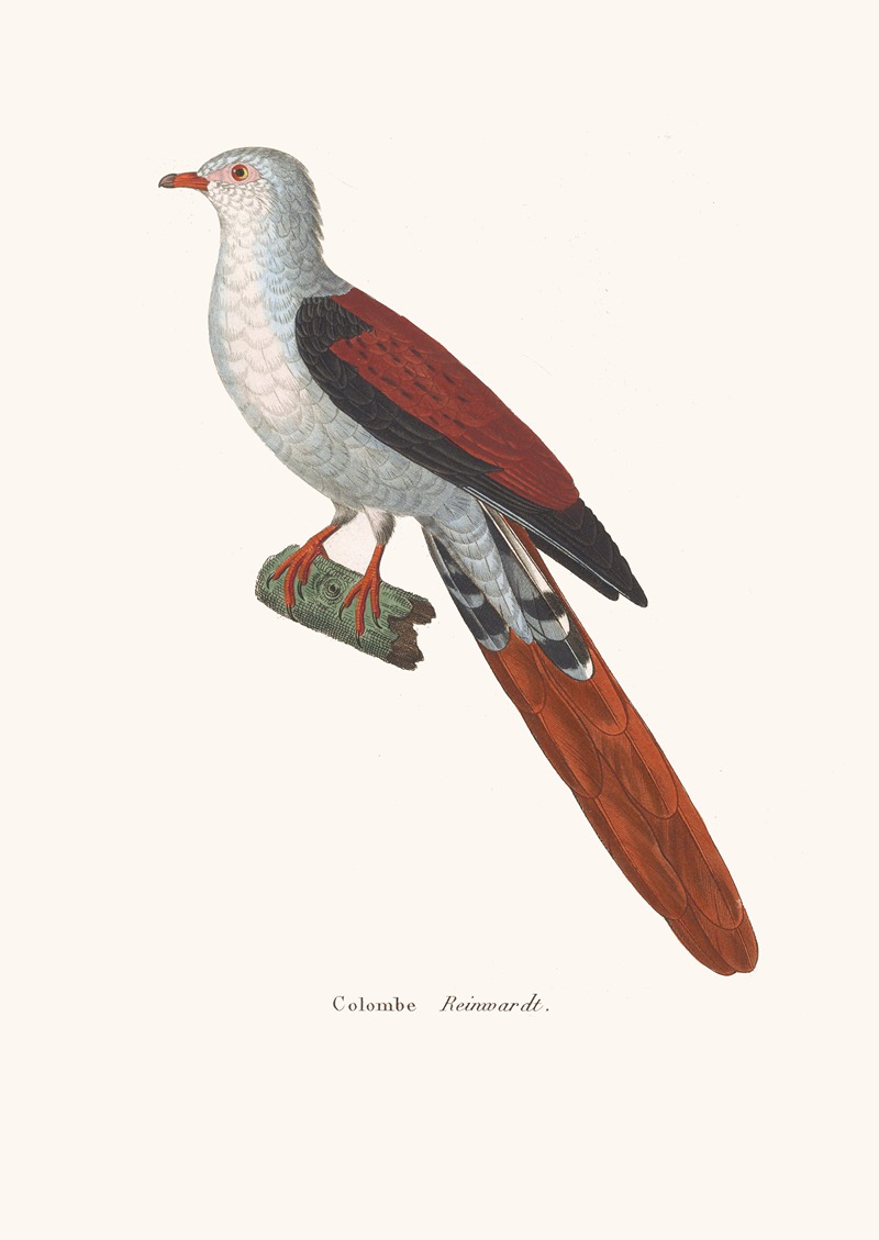 Colombe Reinwardt by Coenraad Jacob Temminck, 1838 — digital art print download