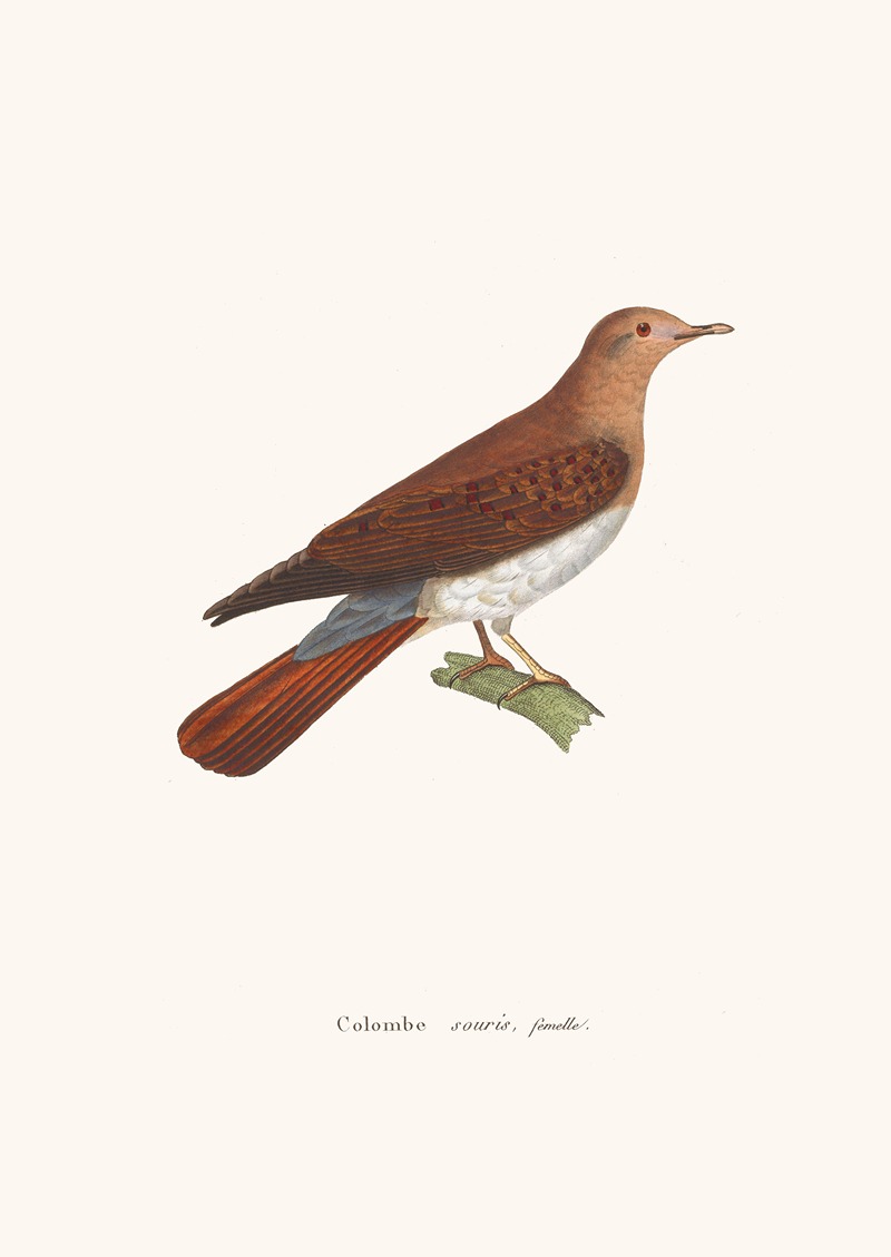 Colombe Souris. by Coenraad Jacob Temminck, 1838 — digital art print download