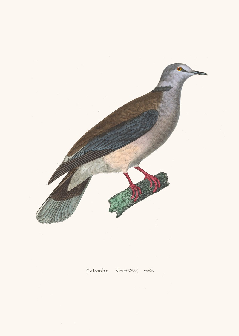 Colombe Terrestre Male by Coenraad Jacob Temminck, 1838 — digital art print download